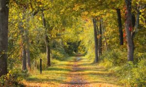 Wooded rail-trail corridor in autumn with a clear path through the trees, showing the type of setting where a boundary survey may verify property lines near an easement